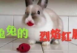 兔子抖阴视频动漫大合集：萌宠带你进入奇幻世界
