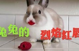 兔子抖阴视频动漫大合集：萌宠带你进入奇幻世界