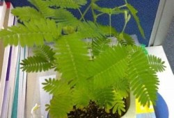 麻豆传媒含羞草：探索无与伦比的视觉盛宴与创意表达