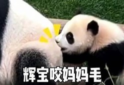 调皮的睿宝抖阴：宠物与主人搞笑互动的趣味时刻