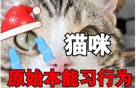 揭秘猫咪抖阴行为背后的心理成分与训练方法