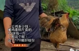 麻豆传媒无限看下载，全新高清资源免费获取方法揭秘