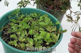 含羞草在家养护技巧与豆腐麻豆传媒的完美结合解析