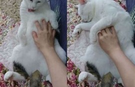 猫咪抖阴快手：揭秘萌宠视频的热门创作秘诀