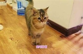 探索新潮流：抖阴与快猫的精彩对比与选择指南