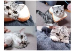猫咪抖阴趣味合集：萌宠视频大放送，陪你乐翻天
