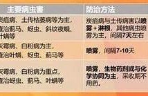 快猫抖阴小草莓病因解析及治疗方法详解