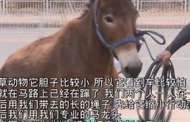 麻豆短视频传媒APP下载：畅享18禁福利视频的最佳选择