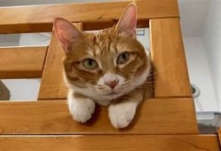 揭秘抖音猫咪的可爱生活：视频背后的趣味故事与养护技巧