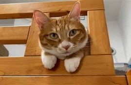 揭秘抖音猫咪的可爱生活：视频背后的趣味故事与养护技巧