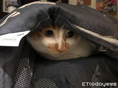 邵先森快猫抖阴：解密新兴社交平台的情况级影响力
