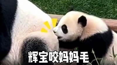 调皮的睿宝抖阴：宠物与主人搞笑互动的趣味时刻
