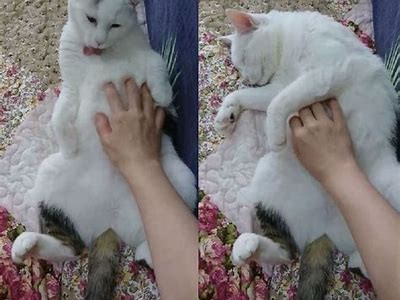 猫咪抖阴快手：揭秘萌宠视频的热门创作秘诀