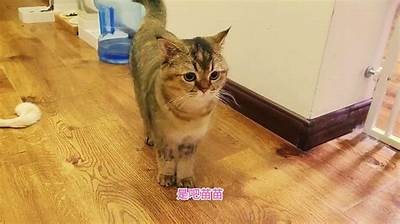 探索新潮流：抖阴与快猫的精彩对比与选择指南