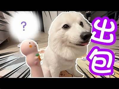 台湾光头弹视频揭秘：别样风采与独有魅力