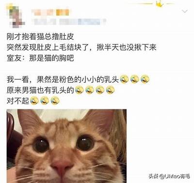抖阴新乐园：探秘可爱猫咪的欢乐世界，与你的萌宠一起快乐游玩！