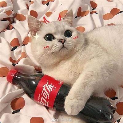 抖阴与猫咪的对比调查：哪个更适合你的生活？