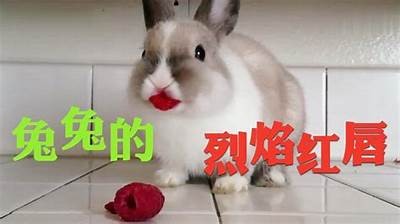 兔子抖阴视频动漫大合集：萌宠带你进入奇幻世界