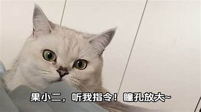 揭秘抖音猫咪的可爱生活：视频背后的趣味故事与养护技巧