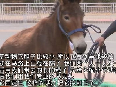 麻豆短视频传媒APP下载：畅享18禁福利视频的最佳选择